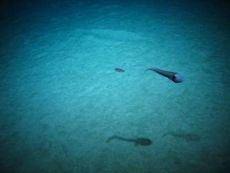 Marine life